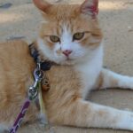 さんじゅーろー